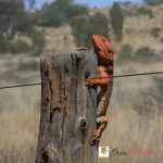 Photo of Bearded Dragon on a fence post, near Chambers Pillar in Northern Territory