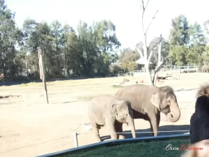 Photo of Elephants at the Dubbo Plains Zoo