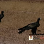 Photo of Wedgetail Eagles on Side of Plenty Highway, Queensland